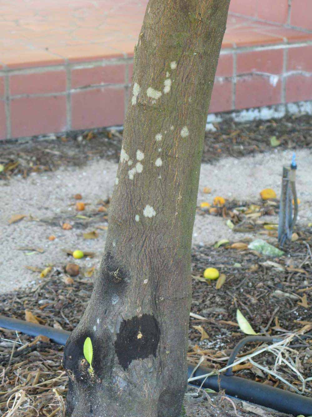              Bark (Winter Haven, FL)       